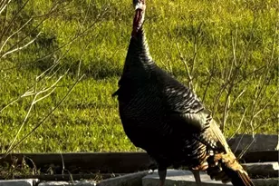 1206 Alcalde De La Bahia, Goliad, TX 77963 - Photo 33