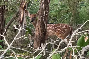 2872 Lakeview Dr, Canyon Lake, TX 78133 - Photo 41