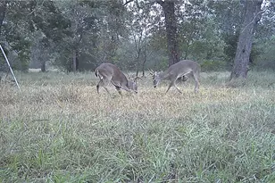 2427 Fm 234 S, Edna, TX 77957 - Photo 47