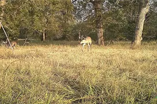 2427 Fm 234 S, Edna, TX 77957 - Photo 45