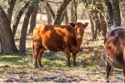 4772-1 County Road 340, Burnet, TX 76905 - Photo 13
