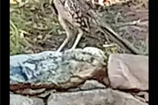 1332 Johnson Rd, Canyon Lake, TX 78133 - Photo 41