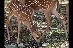 1332 Johnson Rd, Canyon Lake, TX 78133 - Photo 39