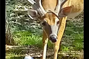 1332 Johnson Rd, Canyon Lake, TX 78133 - Photo 37