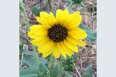 920 Mills Way, Seguin, TX 78155 - Photo 3