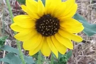 920 Mills Way, Seguin, TX 78155 - Photo 3