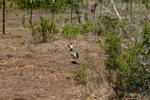 2632 Slickfield Rd, Yorktown, TX 78164 - Photo 25