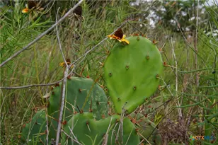 Tbd Fm 622, Goliad, TX 77963 - Photo 7