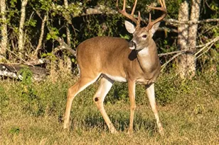 1320 Cr 388, Waelder, TX 78959 - Photo 29