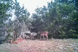 2998 Straws Mill Rd, Gatesville, TX 76528 - Photo 35
