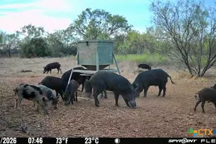 1722 W Fm 574, Mullin, TX 76864 - Photo 11