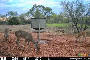 1722 W Fm 574, Mullin, TX 76864 - Photo 9