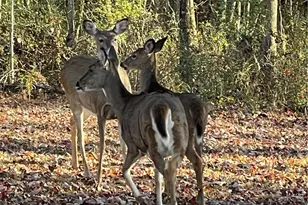 6570 State Route 339, Vincent, OH 45784 - Photo 37
