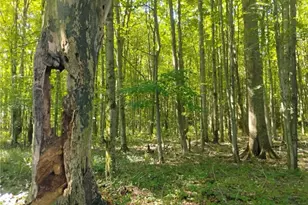 5427 Slater Rd, Williamsfield, OH 44093 - Photo 47