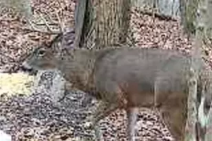 29752 Miltonsburg-Calais Rd, Quaker City, OH 43773 - Photo 43