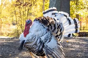 3637 Old Forge Rd, Rootstown, OH 44272 - Photo 25