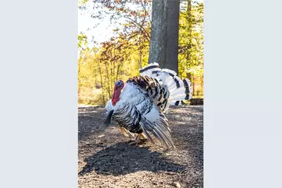 3637 Old Forge Road, Rootstown, OH 44272 - Photo 25