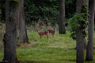 112 State Route 95, Jeromesville, OH 44840 - Photo 13