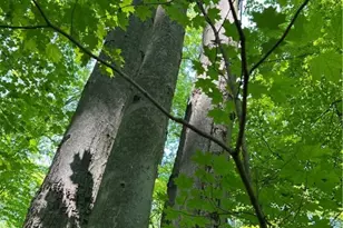 7148 Chatham Rd, Medina, OH 44256 - Photo 21