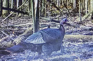 4852 White Rd, Rock Creek, OH 44084 - Photo 43