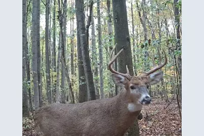 4852 White Road, Rock Creek, OH 44084 - Photo 45