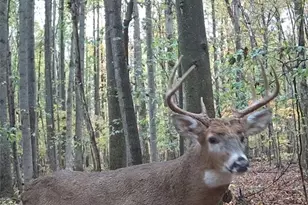 4852 White Rd, Rock Creek, OH 44084 - Photo 45