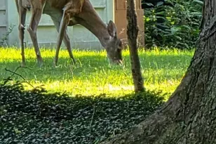 202 Old State Rd S, Norwalk, OH 44857 - Photo 29