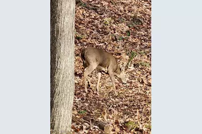 3593 Moore Fork Rd., Duck, WV 25063 - Photo 21