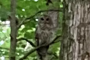 13160 Stoney Springs Dr, Chardon, OH 44024 - Photo 49