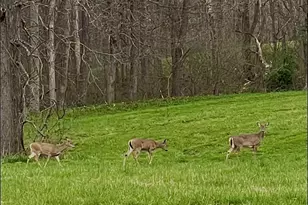 29981 Bashan Rd, Racine, OH 45771 - Photo 43