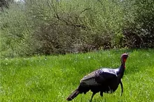 4101 Peace Rd SE, Carrollton, OH 44615 - Photo 9