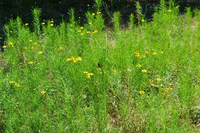 Tract 1 Tbd County Road 2244 Road, Quinlan, TX 75474 - Photo 11