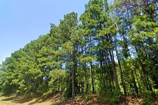 0 Hwy 155, Avinger, TX 68846 - Photo 3