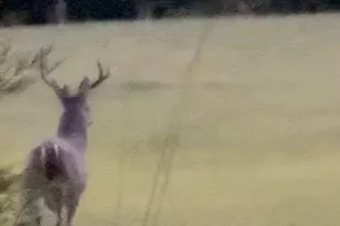 1061 Co Rd 1807, Yantis, TX 75497 - Photo 39