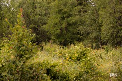 Lot 26 New Hope Road Road, Santo, TX 76484 - Photo 23