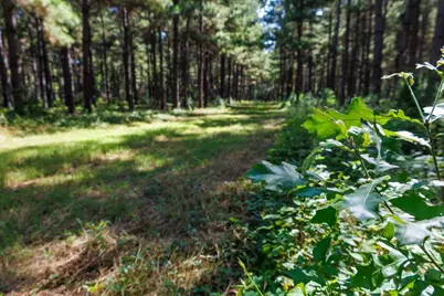 Tbd Hwy 84, Timpson, TX 75975 - Photo 21