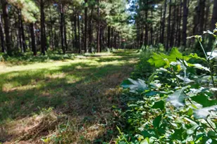 Tbd Hwy 84, Timpson, TX 75975 - Photo 21