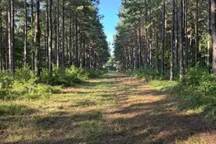 Tbd Hwy 84, Timpson, TX 75975 - Photo 13