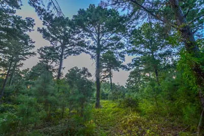 Tract 2 Hwy 155, Frankston, TX 75763 - Photo 7