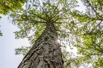 Tract 5 Hwy 155, Frankston, TX 75763 - Photo 5