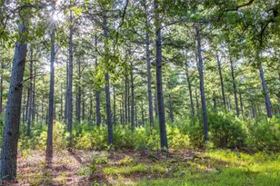 Tract 5 Hwy 155, Frankston, TX 75763 - Photo 19