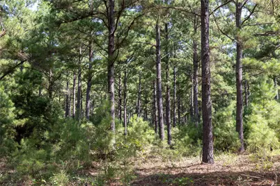 Tract 5 Hwy 155, Frankston, TX 75763 - Photo 13