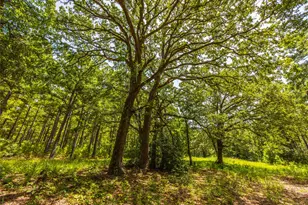 Tract 5 Hwy 155, Frankston, TX 75763 - Photo 3