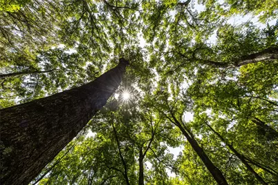 Tract 6 Hwy 155, Frankston, TX 75763 - Photo 5