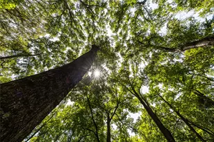 Tract 6 Hwy 155, Frankston, TX 75763 - Photo 5