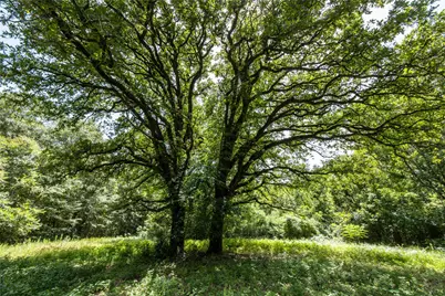 Tract 6 Hwy 155, Frankston, TX 75763 - Photo 3