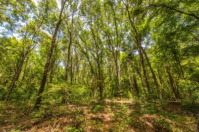 Tract 6 Hwy 155, Frankston, TX 75763 - Photo 19