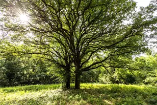 Tract 6 Hwy 155, Frankston, TX 75763 - Photo 21