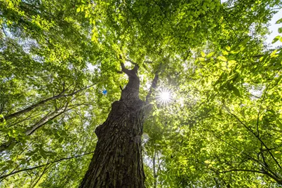 Tract 7 County Road 4221, Frankston, TX 75763 - Photo 11