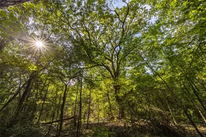Tract 7 County Road 4221, Frankston, TX 75763 - Photo 23
